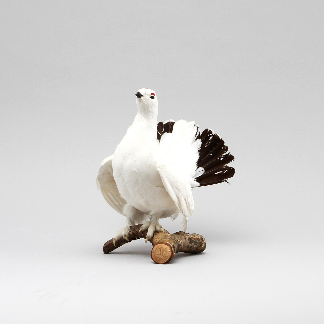 UPPSTOPPAD FÅGEL, Ripa.