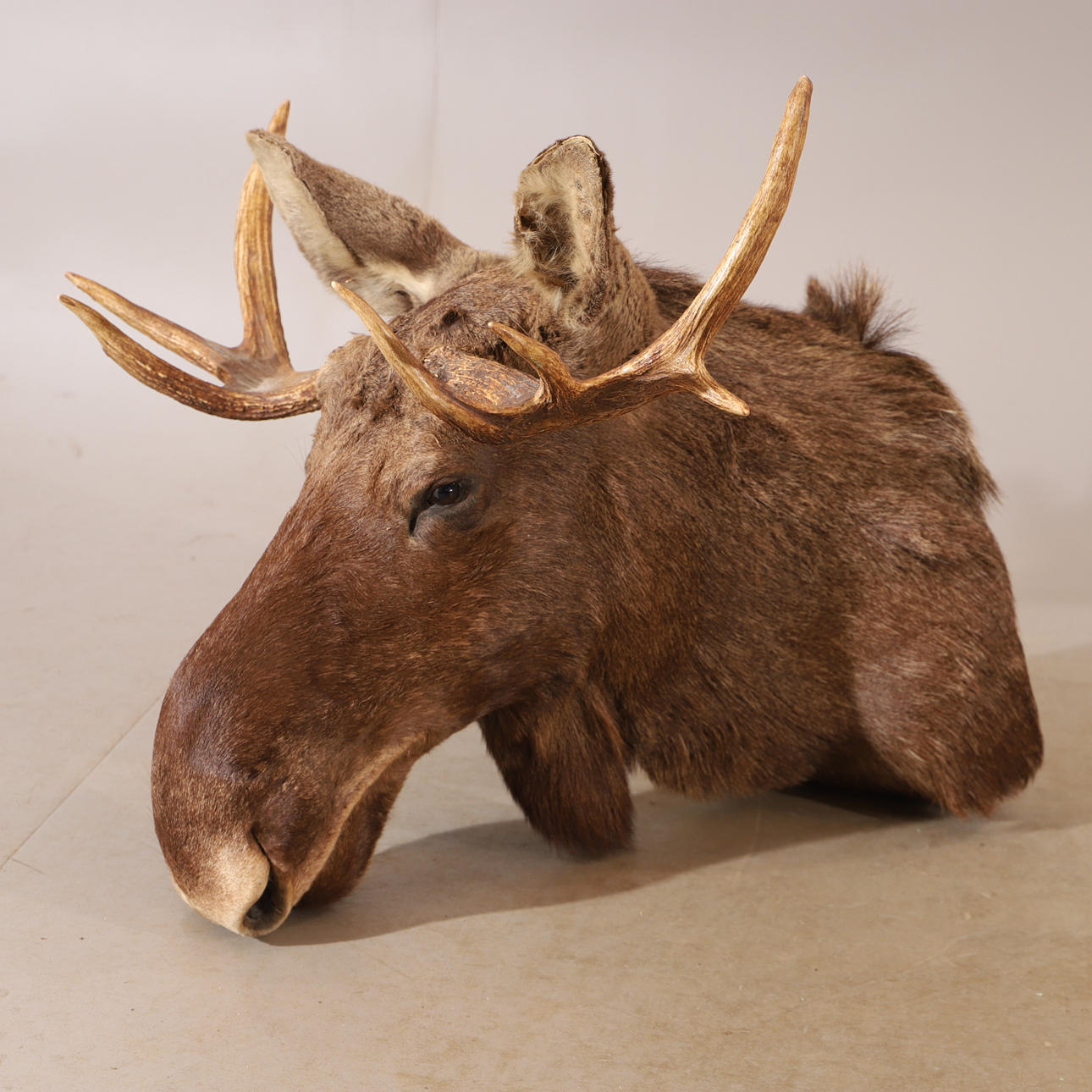 HUNTING TROPHY, moose head.