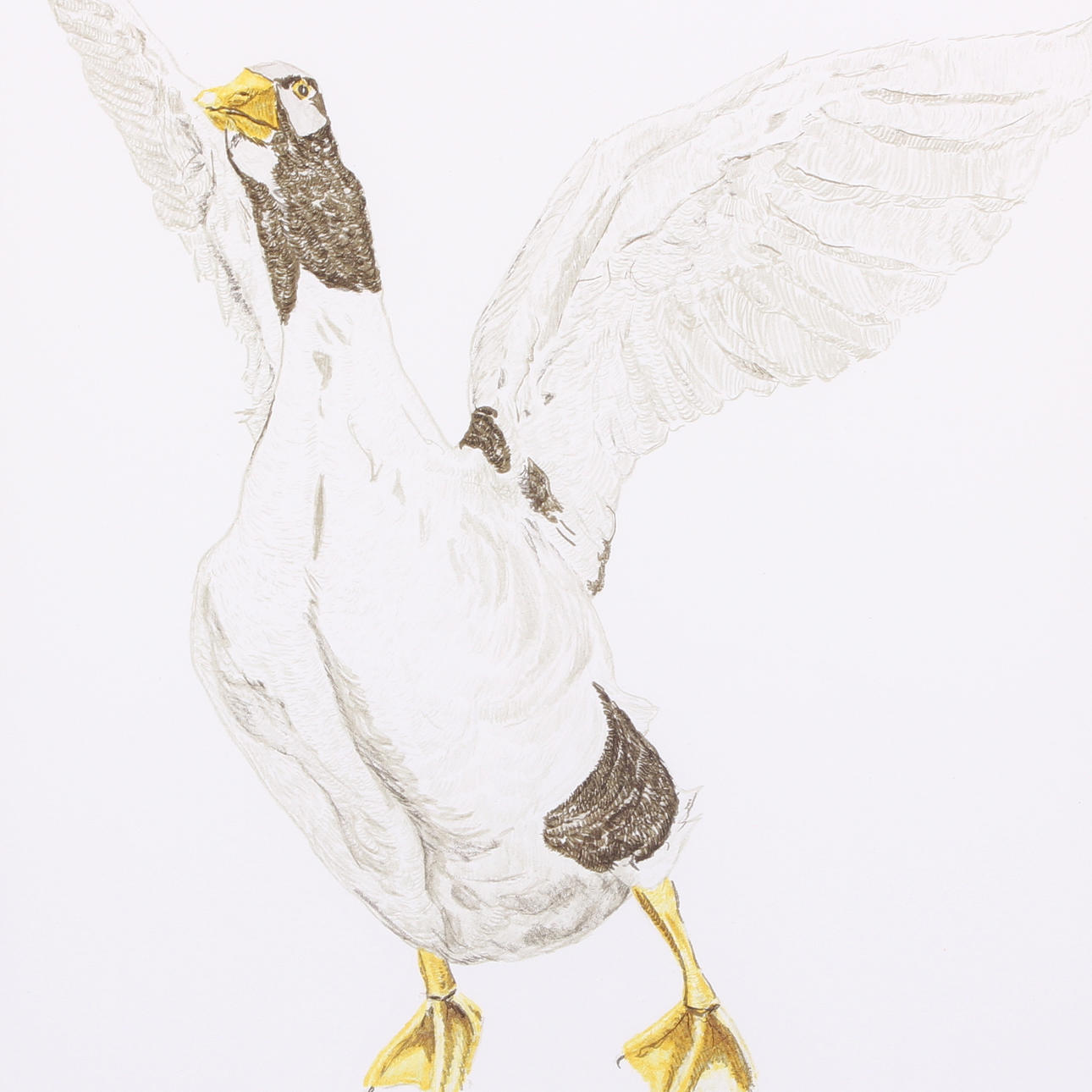 HASSE ANDERSSON. Färglitografi, gås, signerad samt numrerad 115/200.