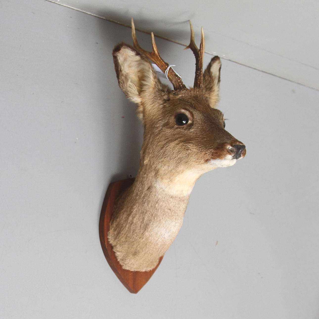 JAKTTROFFÉ, rådjur.