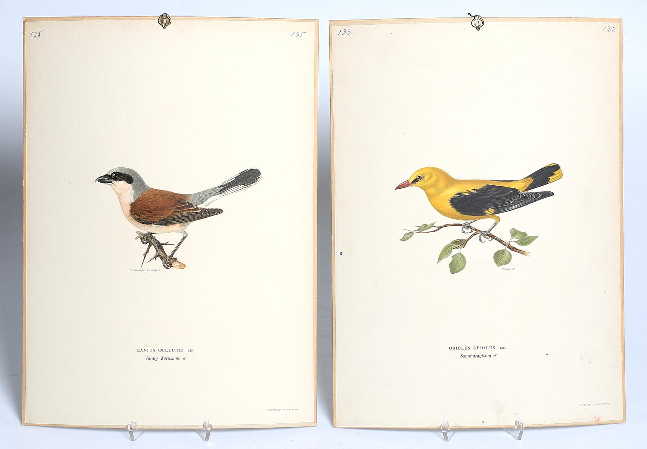 MAGNUS VON WRIGHT. Skolplanscher, 2 st, A Börtzells, Stockholm. 1900-talets första halva.