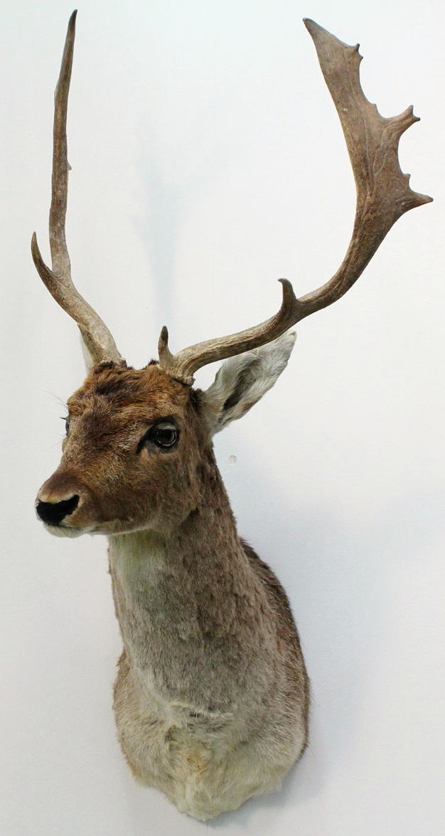 DOVHJORT, uppstoppad.