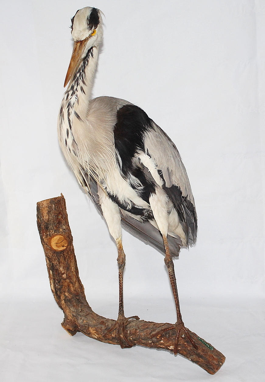 UPPSTOPPAD GRÅHÄGER.