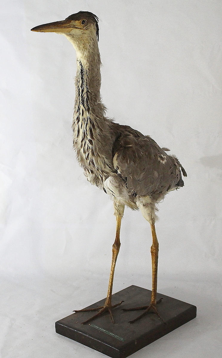 UPPSTOPPAD UNG HÄGER.