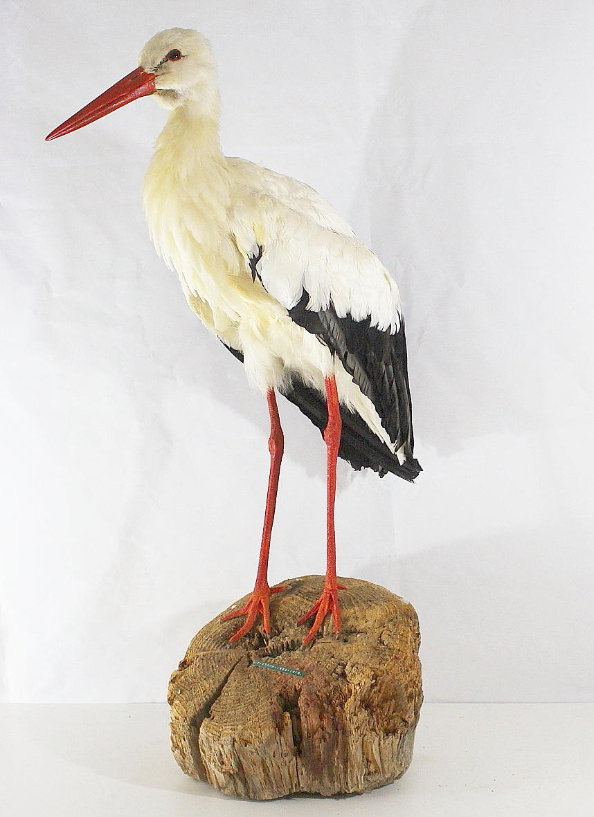 UPPSTOPPAD VIT STORK.