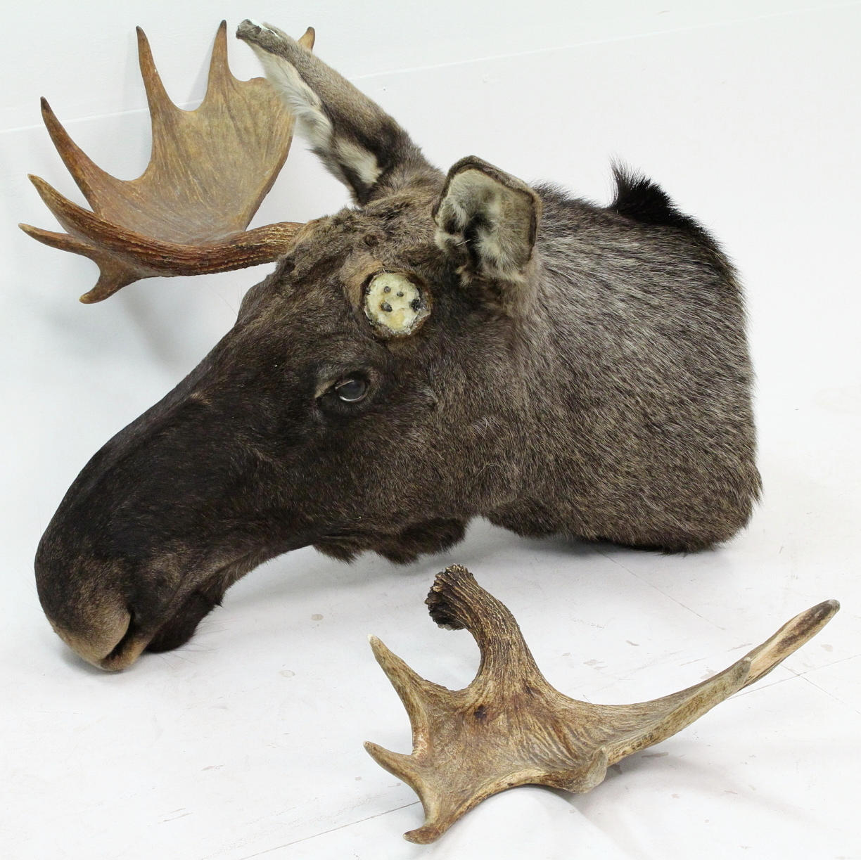 UPPSTOPPAT ÄLGHUVUD, 13 taggar.