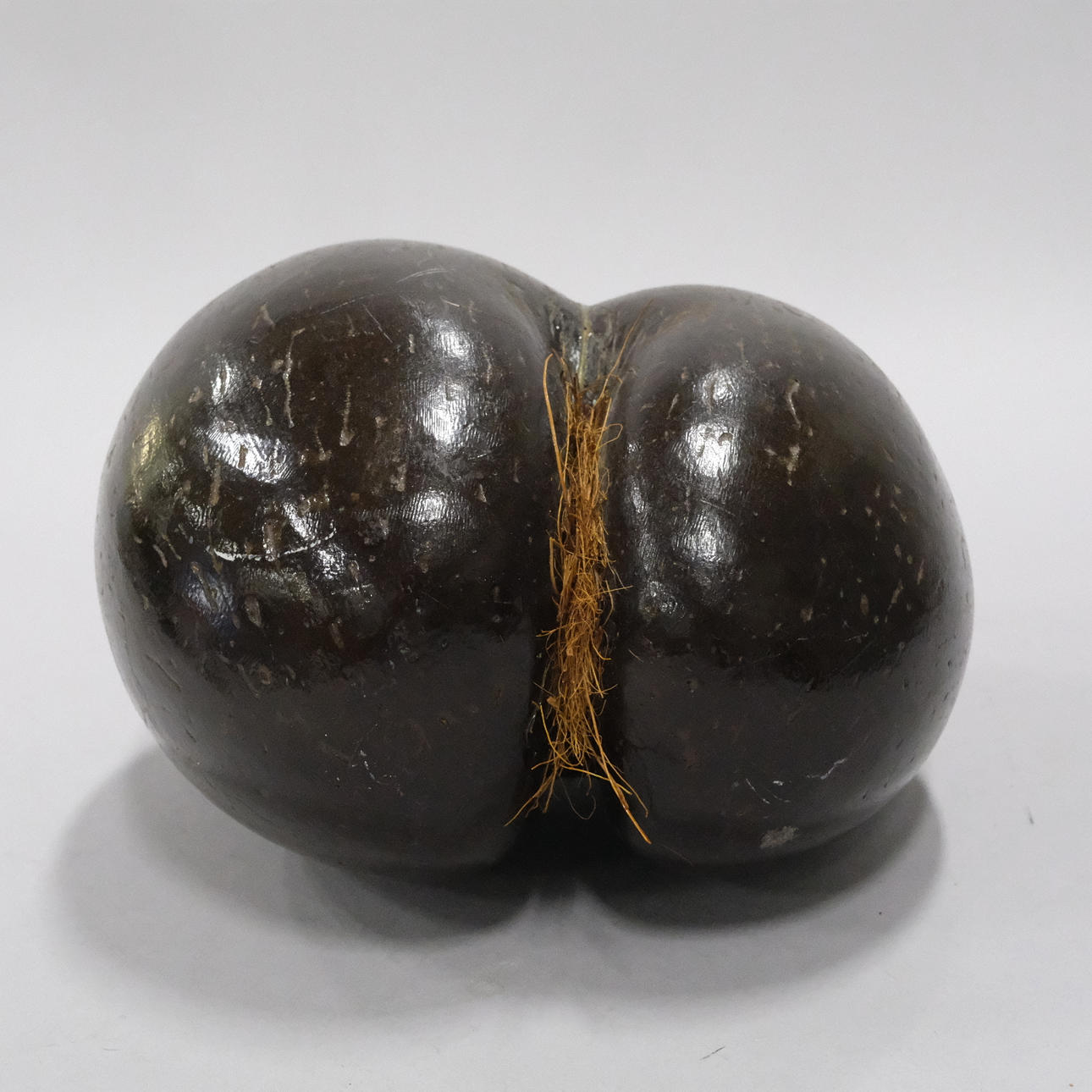 COCO DE MER, (LODOICEA MALDIVICA, SEA COCONUT), POLISHED. Miscellaneous ...