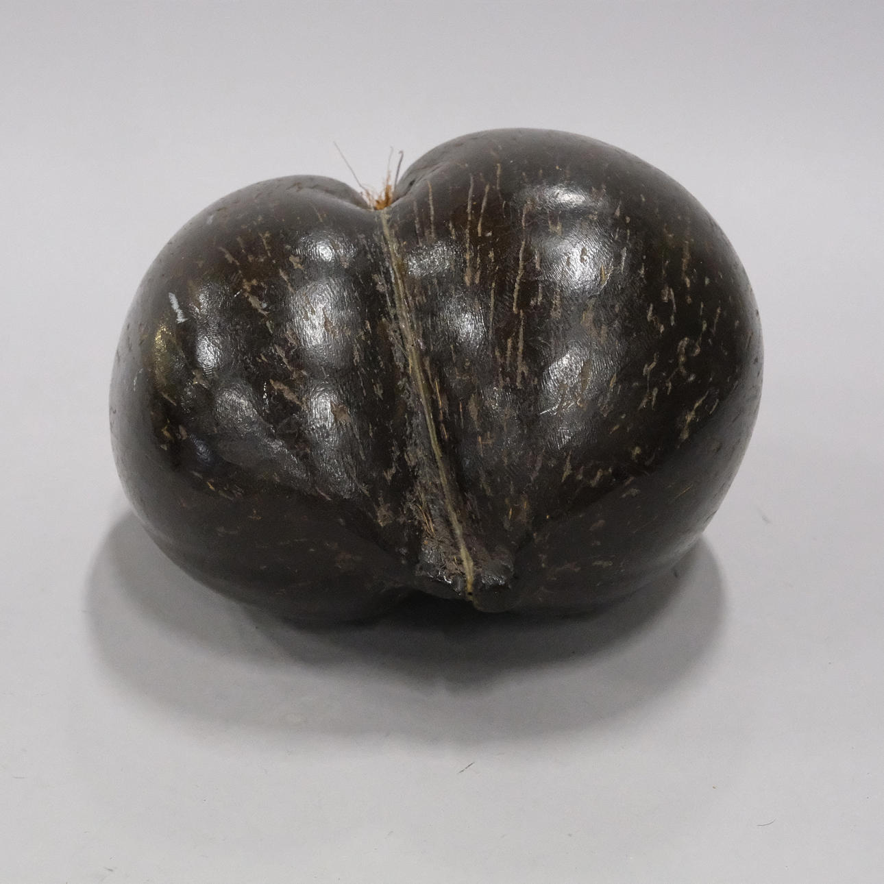 COCO DE MER, (LODOICEA MALDIVICA, SEA COCONUT), POLISHED. Miscellaneous ...