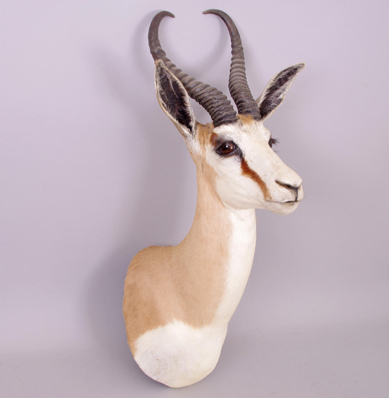 SPRINGBOCK, bogmontage.