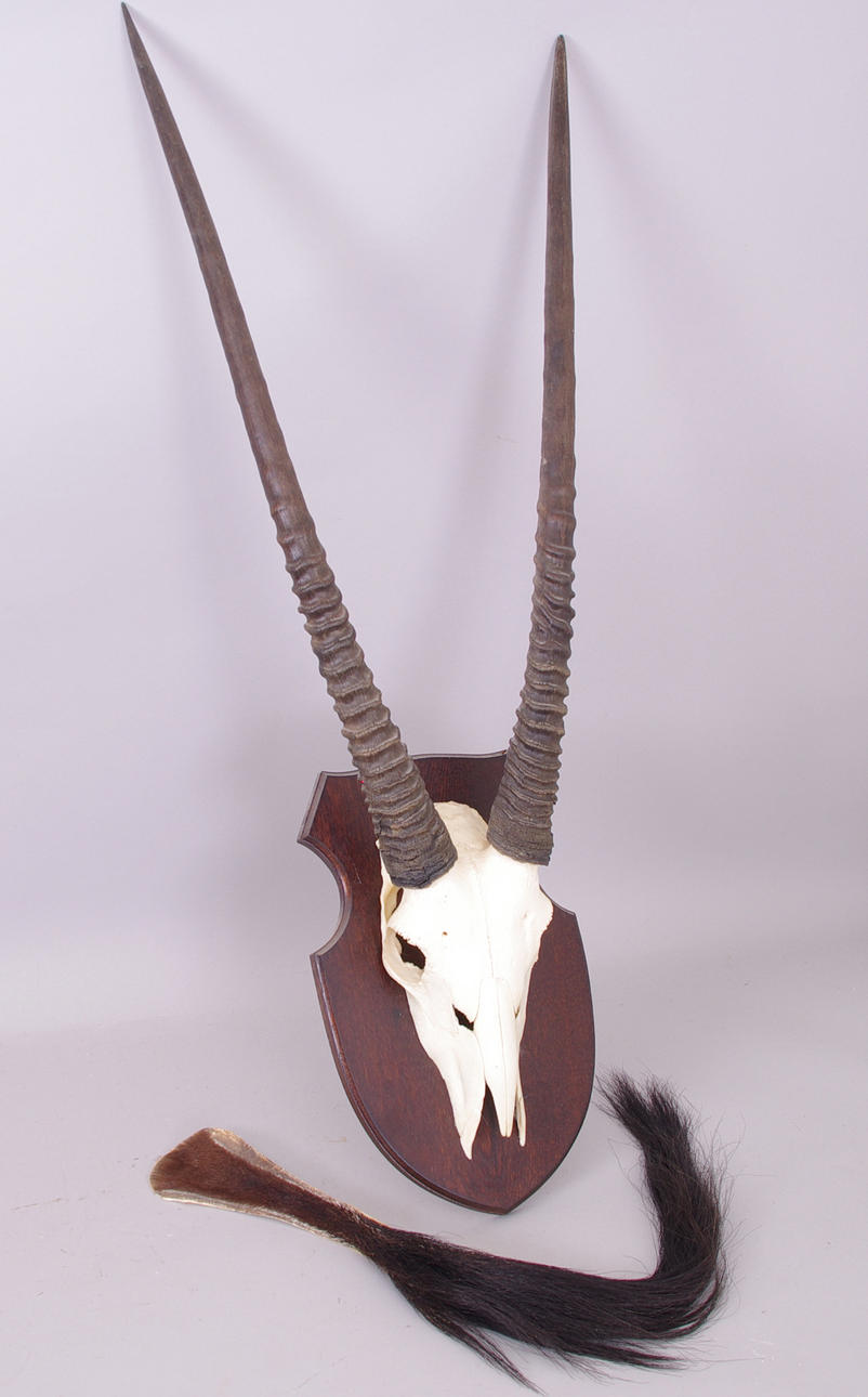 JAKTROFFÉ SAMT SVANS, Oryx.