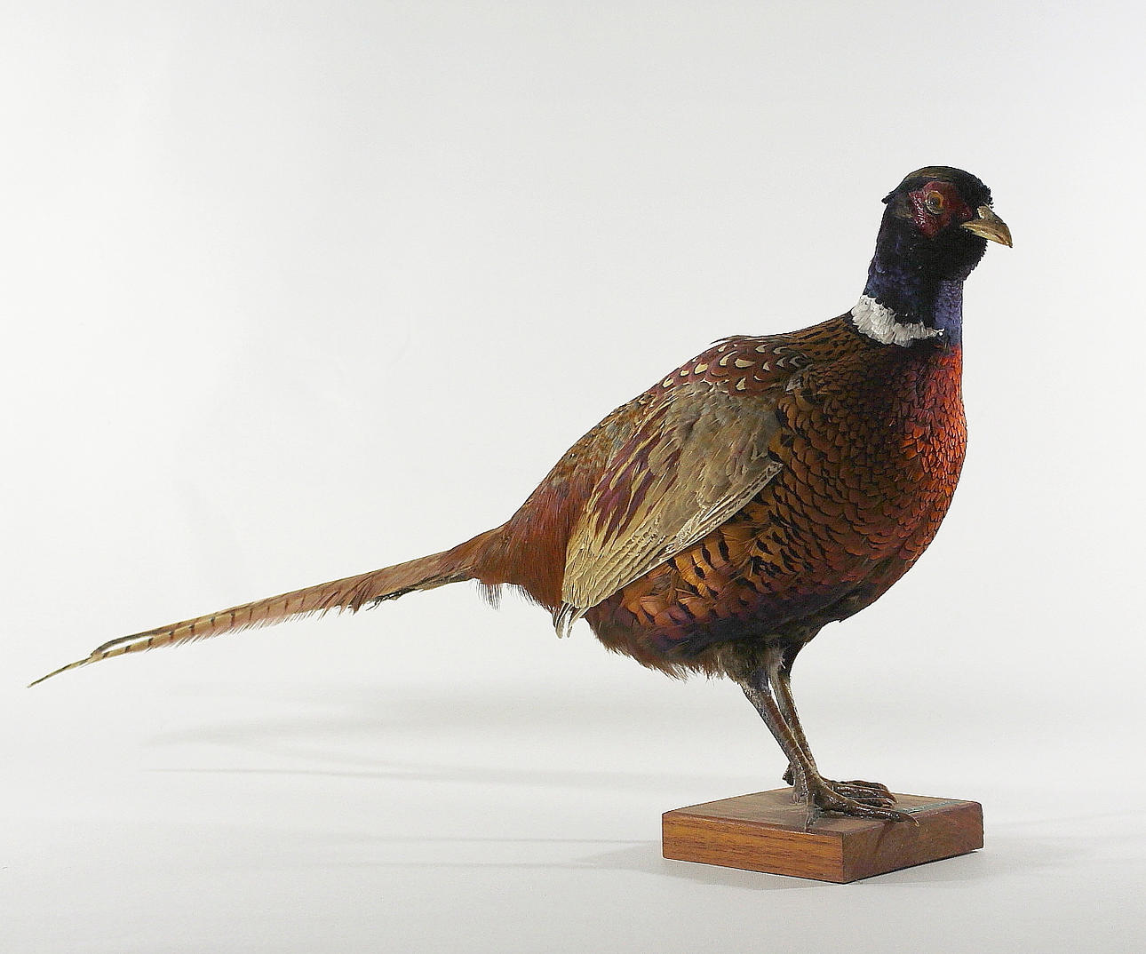 Fasaani, täytetty, kukko.