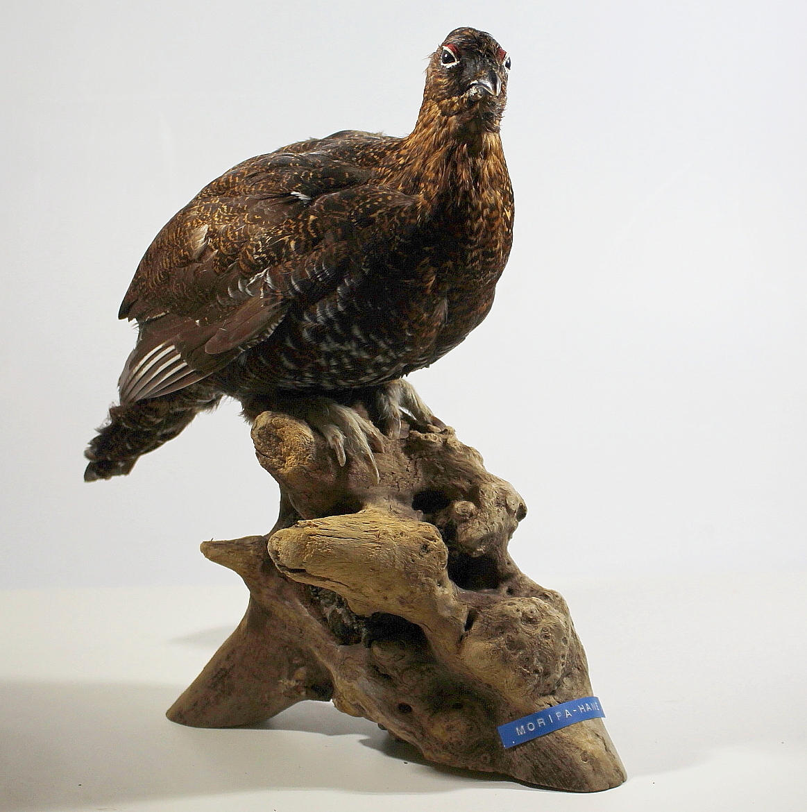 MORIPA, uppstoppad, hane, i vinterdräckt.