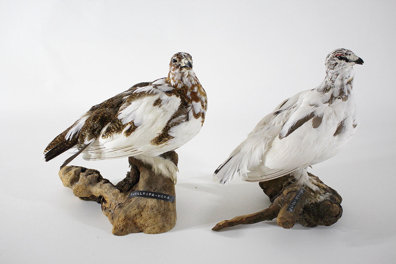 FJÄLLRIPA, uppstoppad, hona vinter och hane.