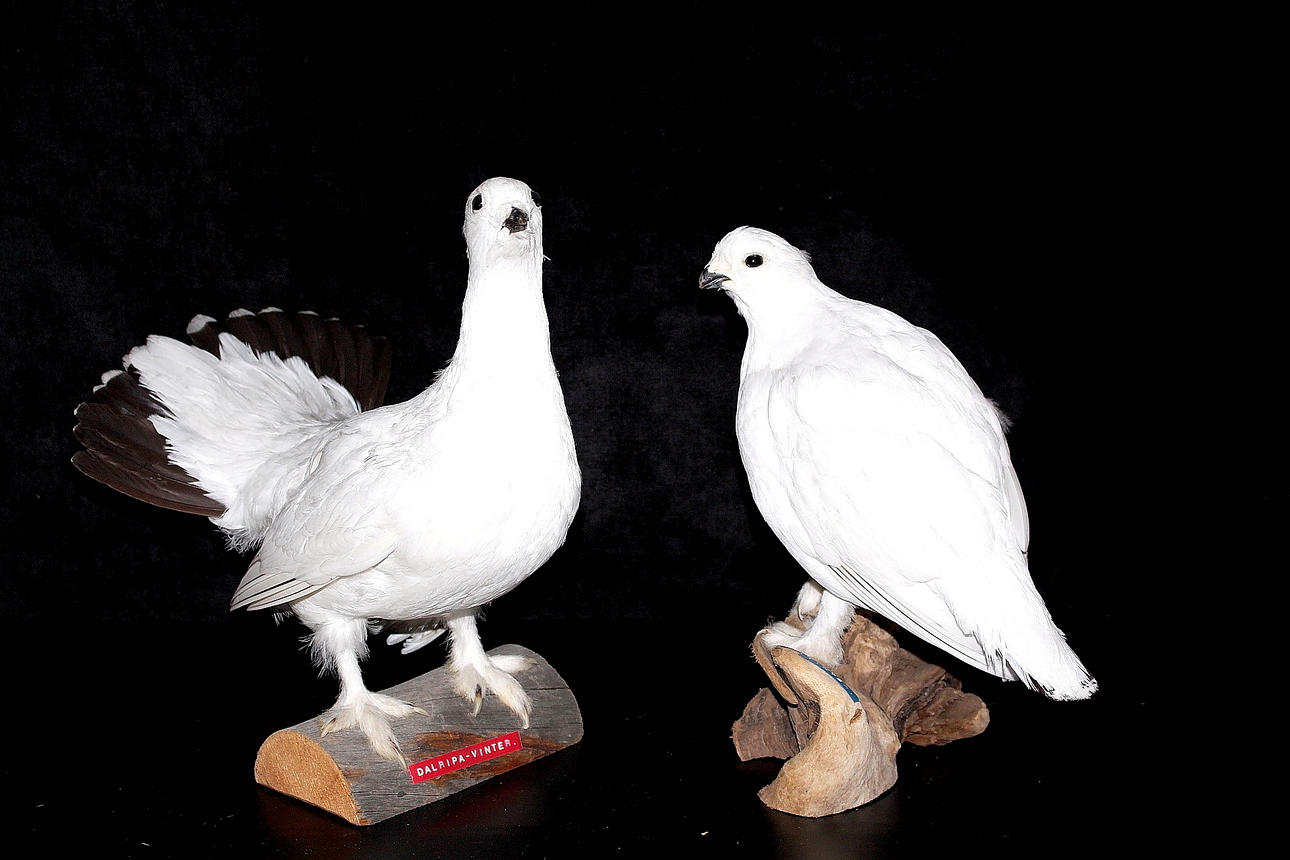 DALRIPA, uppstoppad, hane och hona, vinterdräkt.