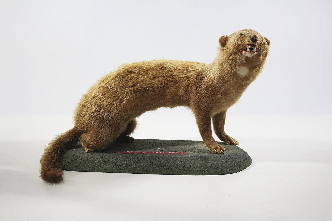 ILLER, uppstoppad, tam frätt jakt.