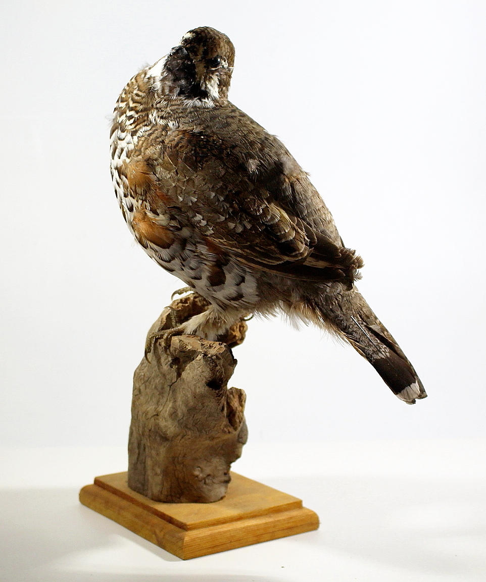 JÄRPE, uppstoppad, tupp.