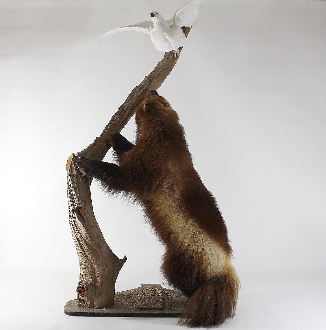 JÄRV med FJÄLLRIPA, uppstoppad.