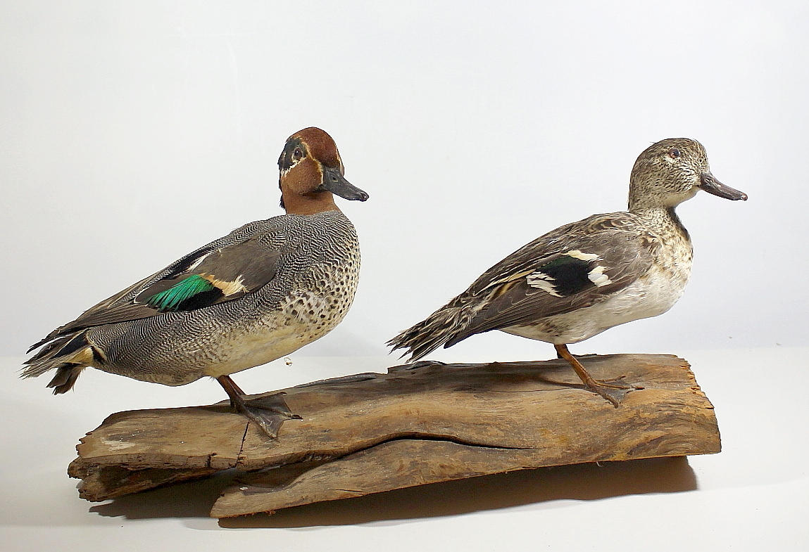 KRICKA, uppstoppad, hane och hona.