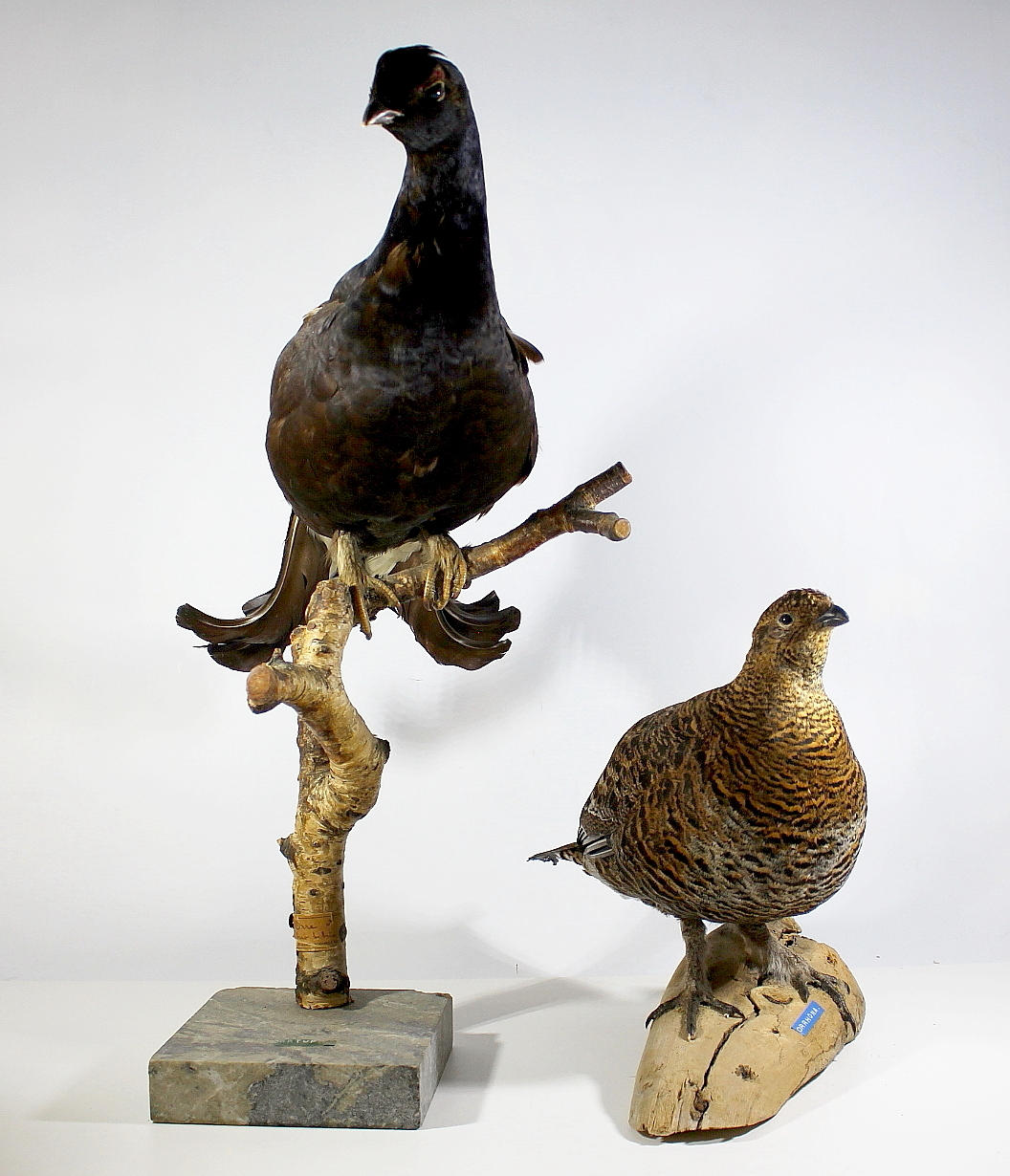 ORRE, uppstoppad, tupp och höna.