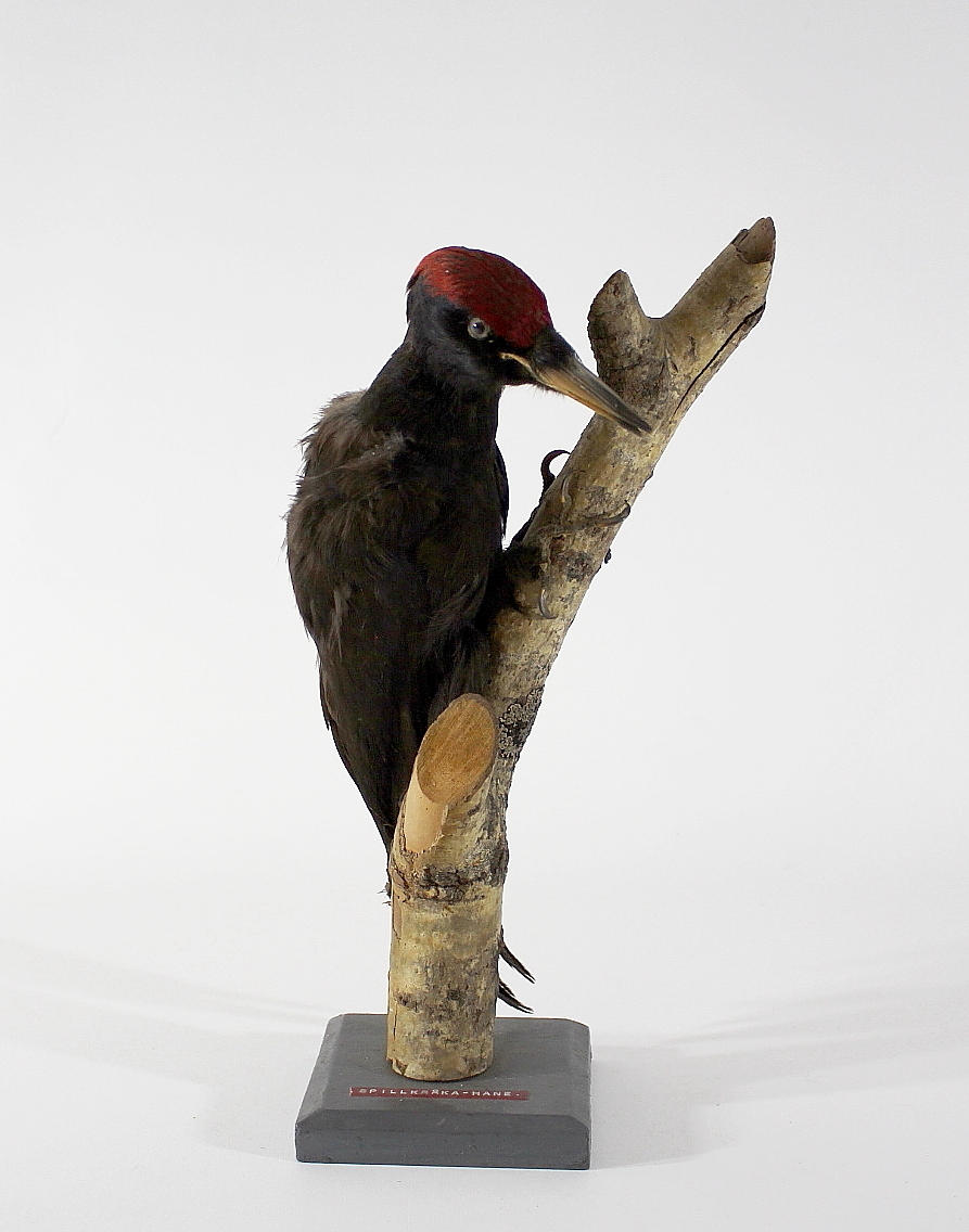 SPILLKRÅKA, uppstoppad.