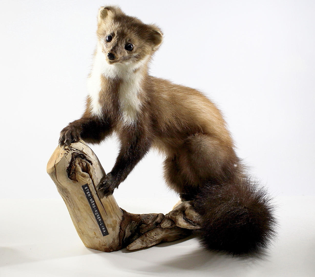 STENMÅRD, uppstoppad.