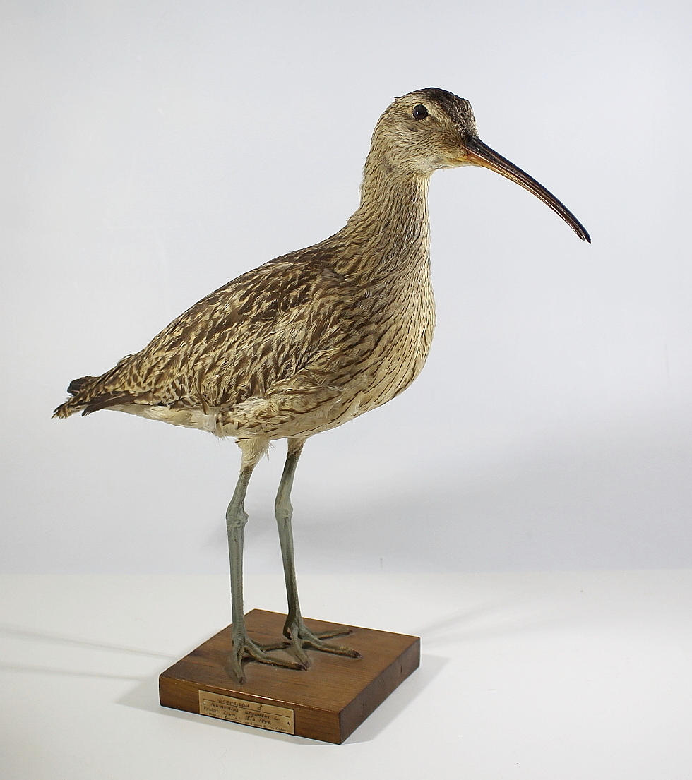 STORSPOV, uppstoppad.