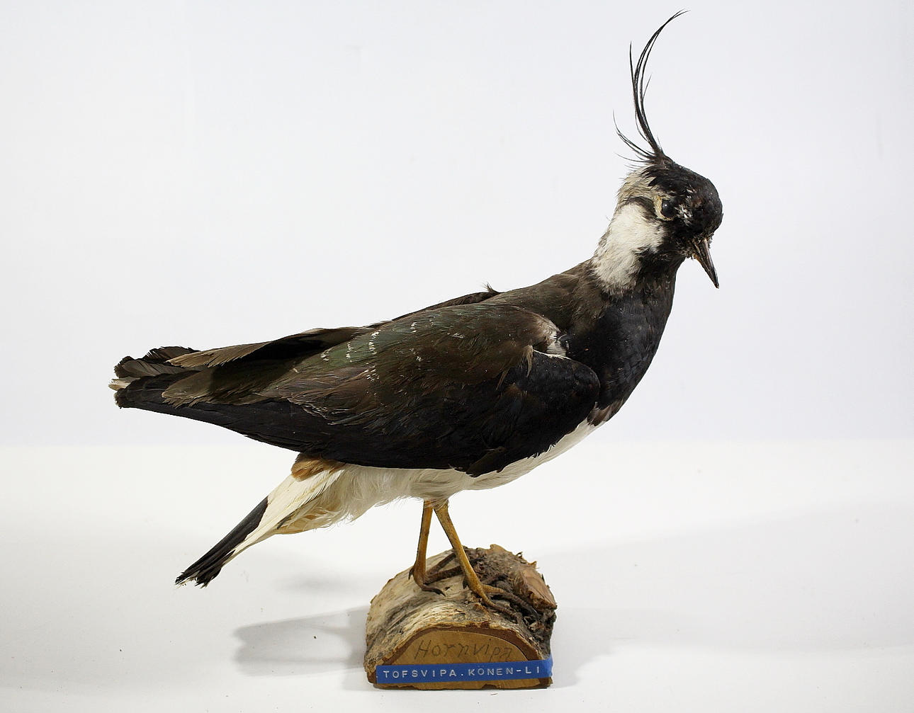 TOFSVIPA, uppstoppad, hona.