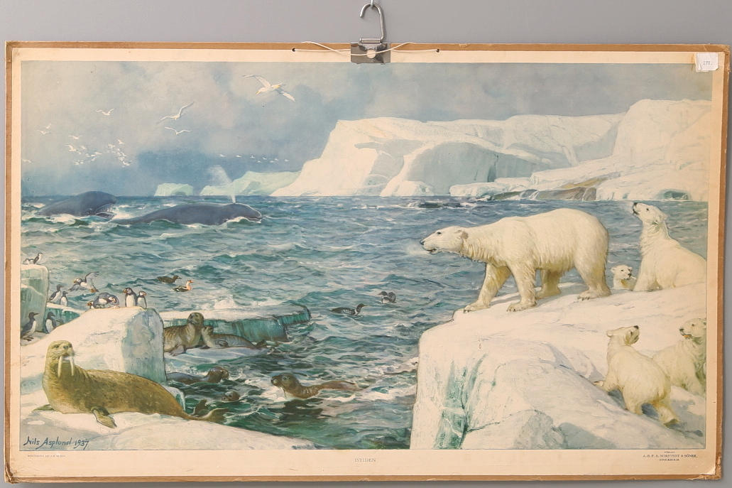 SKOLPLANSCH, Isbjörn, Nils Asplund, 1937, Nordstedts.