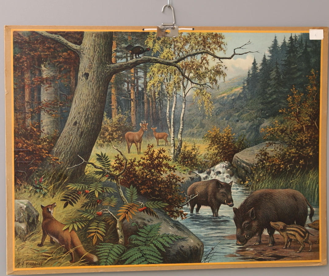 SKOLPLANSCH Djurliv i tyskt berglandskap, Gunnar Saietz, 1900-talets mitt.