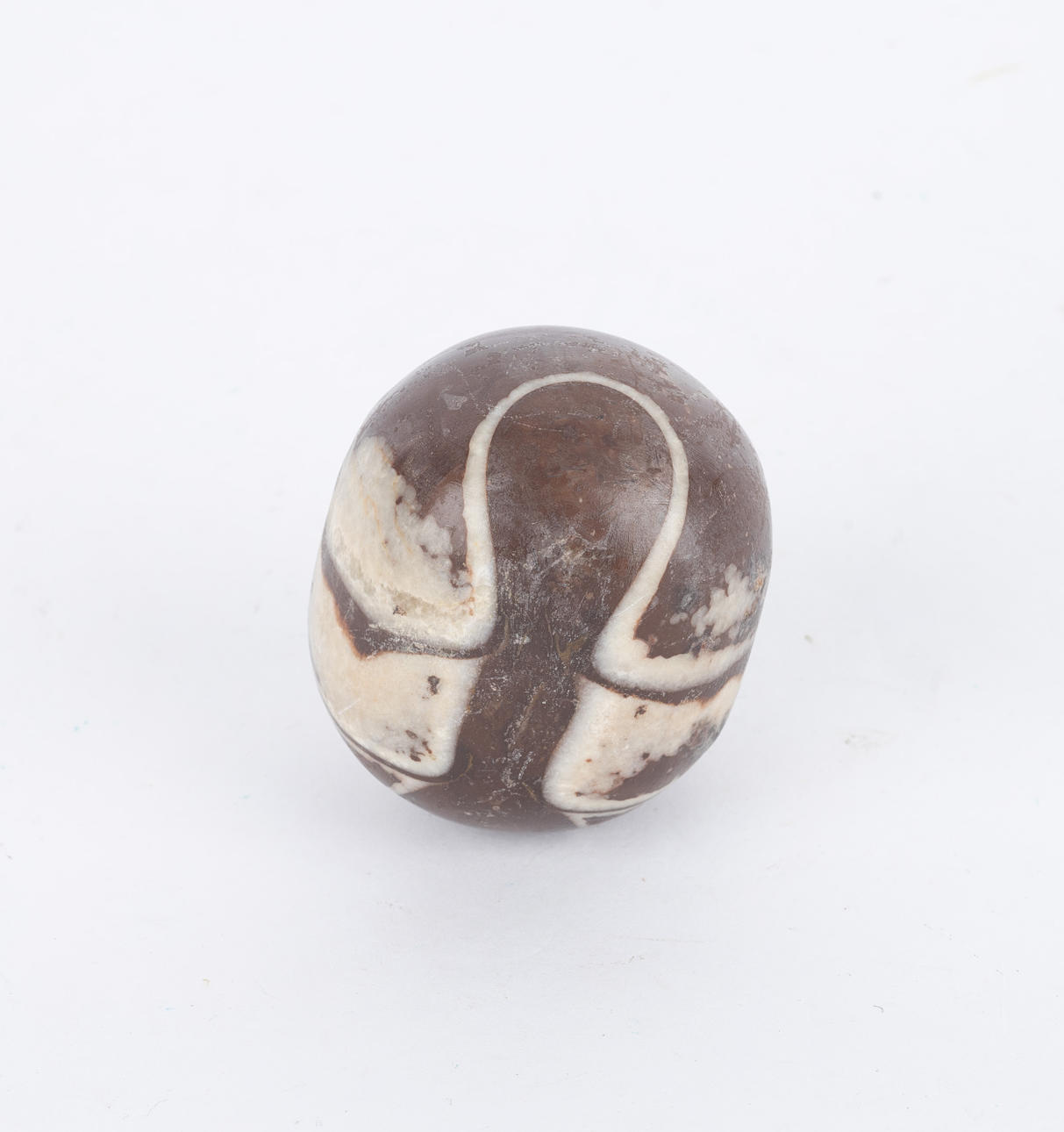 BREVPRESS, fossil med ortoceratiter.