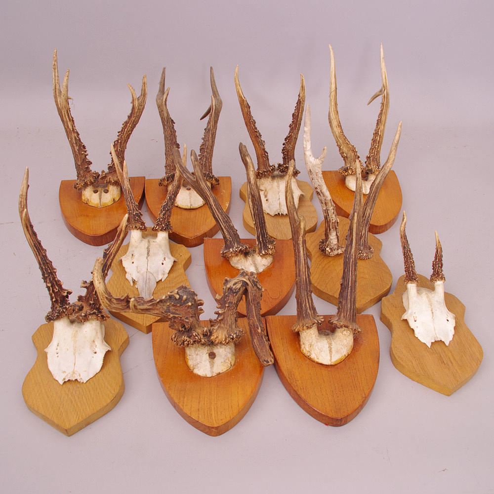 JAKTTROFEER, 11 stycken.