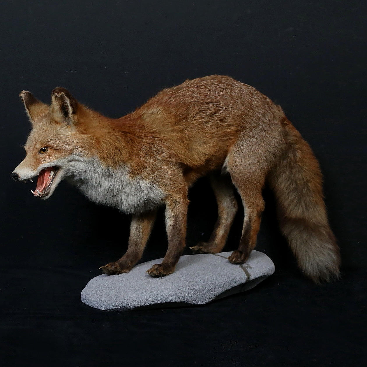TAXIDERMI, Fox, 1900s.