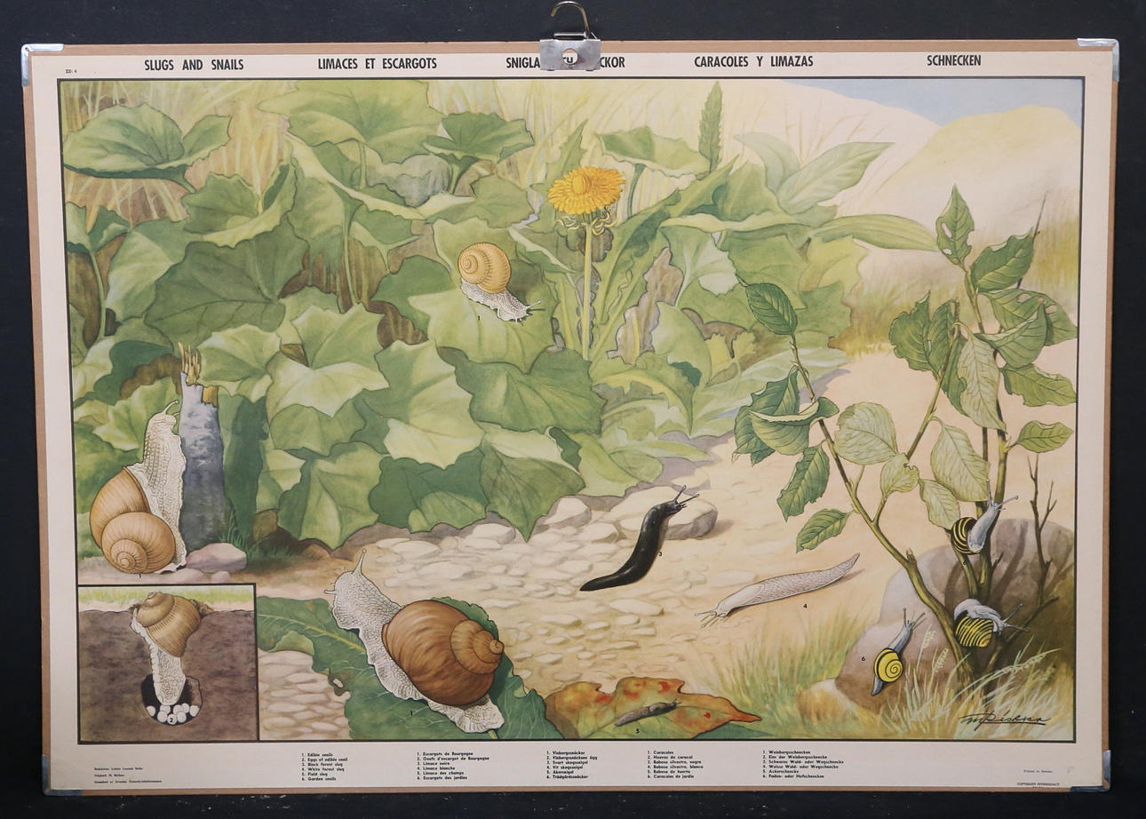 SCHOOL PLATE, Snails and shells.