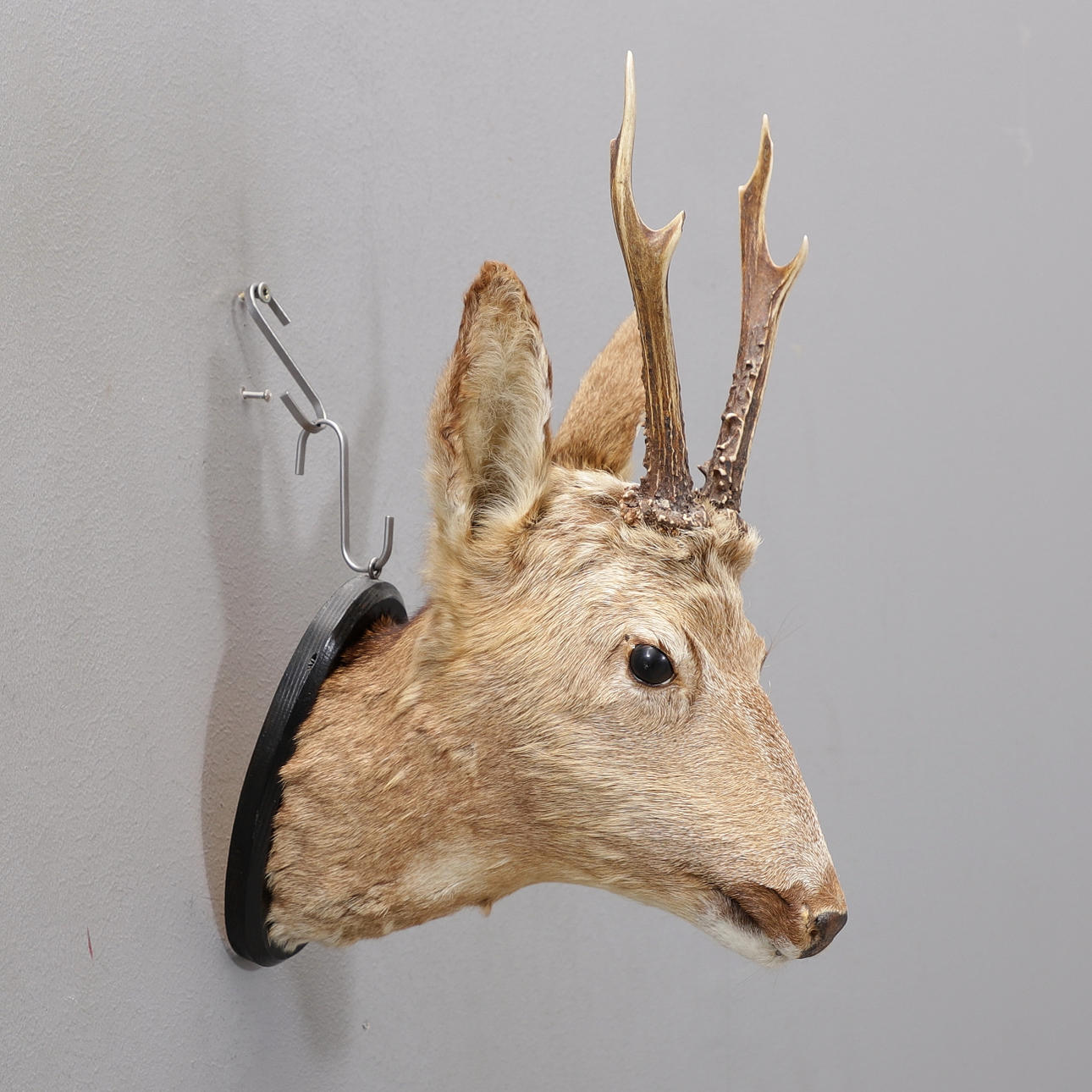 HJØRTES HOVED, udstoppet.