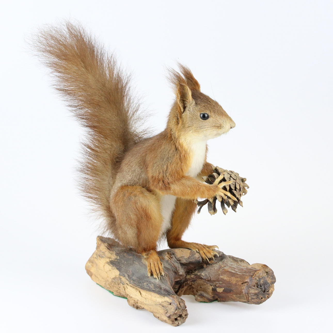 EGERN, udstoppet, 20. århundrede.