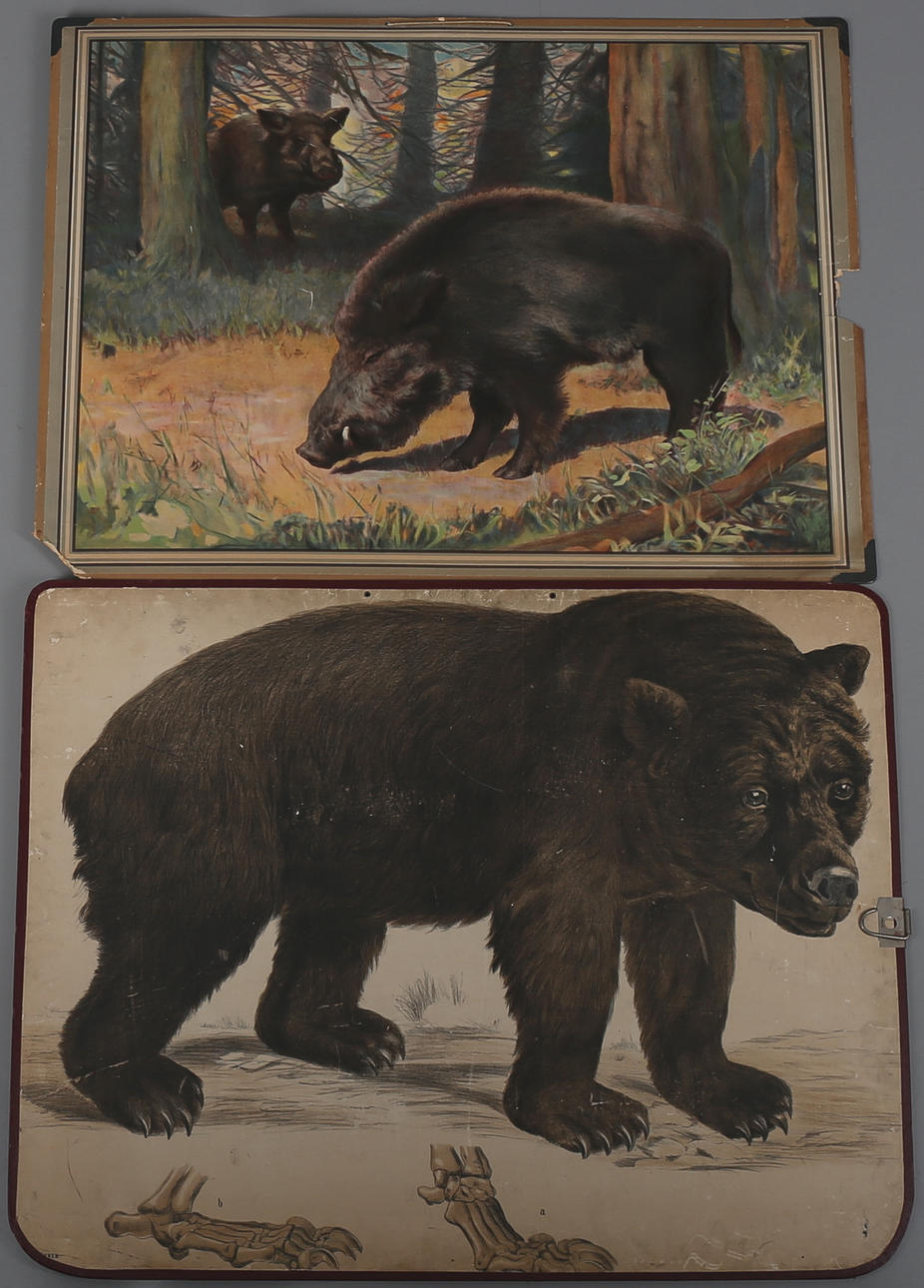 SKOLPLANSCHER, 2 st, motiv av björn och vildsvin.