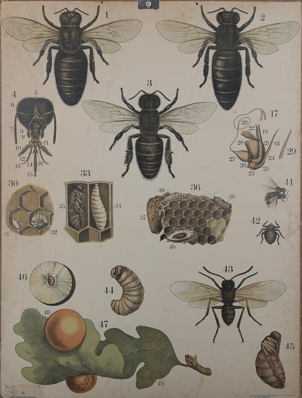SKOLPLANSCH "Bi, Ekbladsgallstekel" Essling und Munchen.