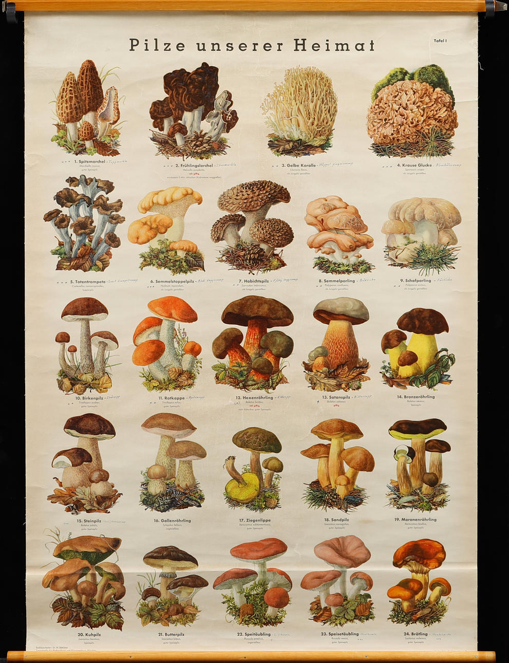 SKOLPLANSCH samt 6 PLANSCHER med svampar.