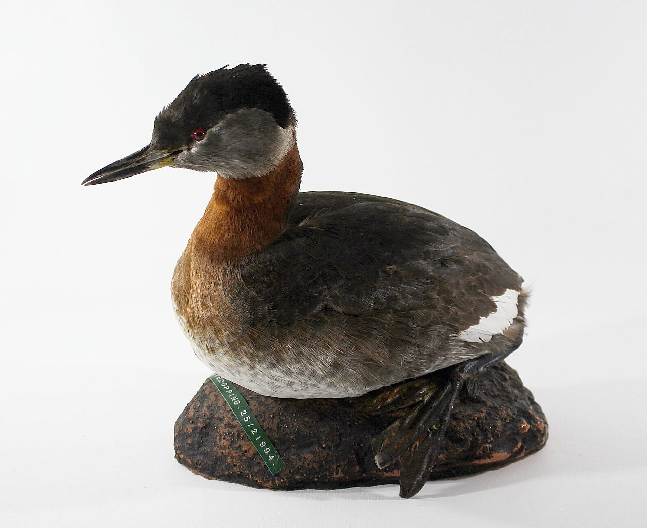 GRÅHAKEDOPPING, uppstoppad.