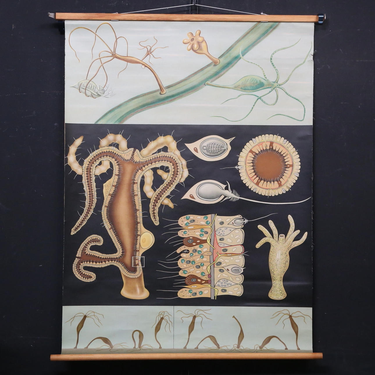 SCHOOL PLANS, 3 pcs, Zoology, Gumperts.