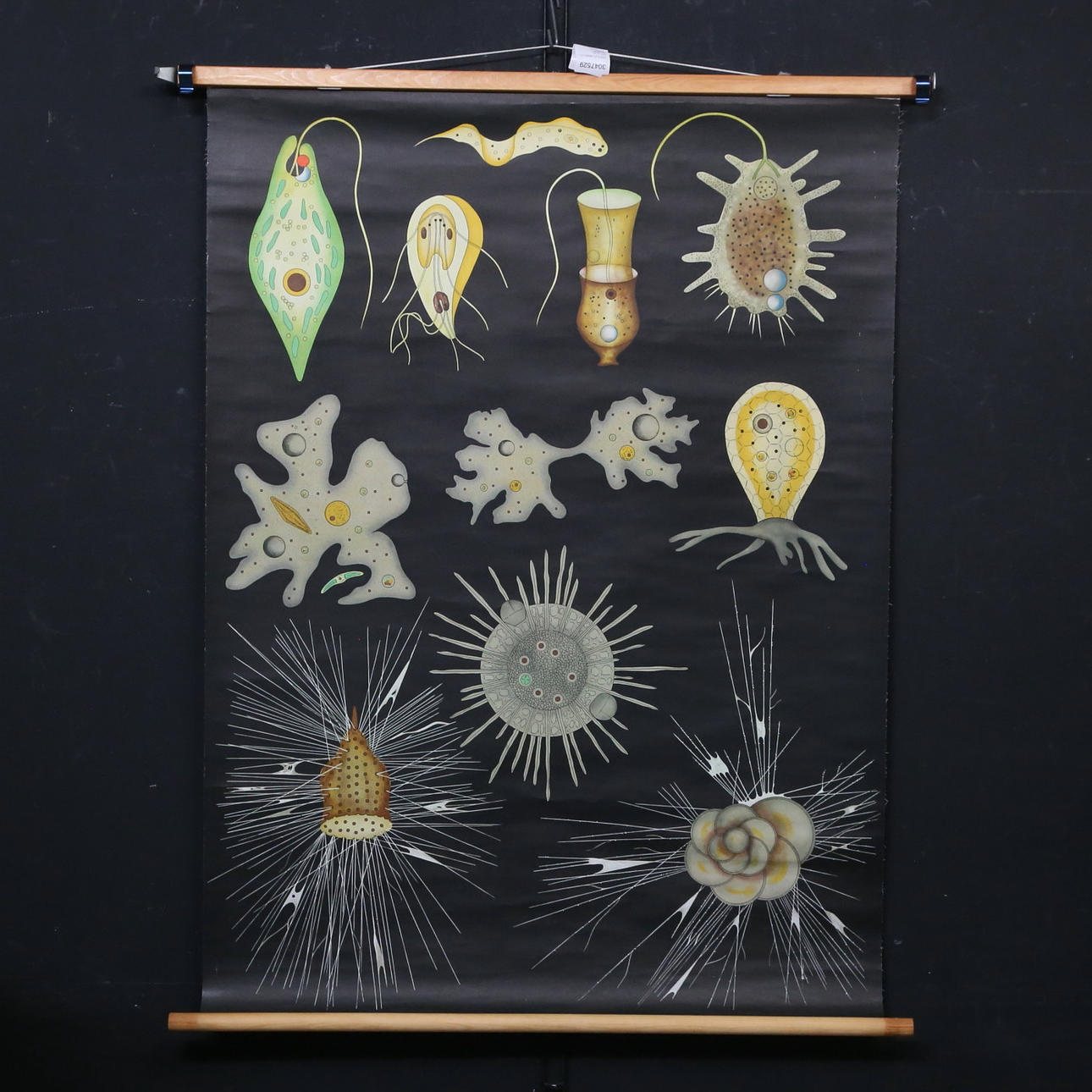 SCHOOL PLANS, 3 pcs, Zoology, Gumperts.