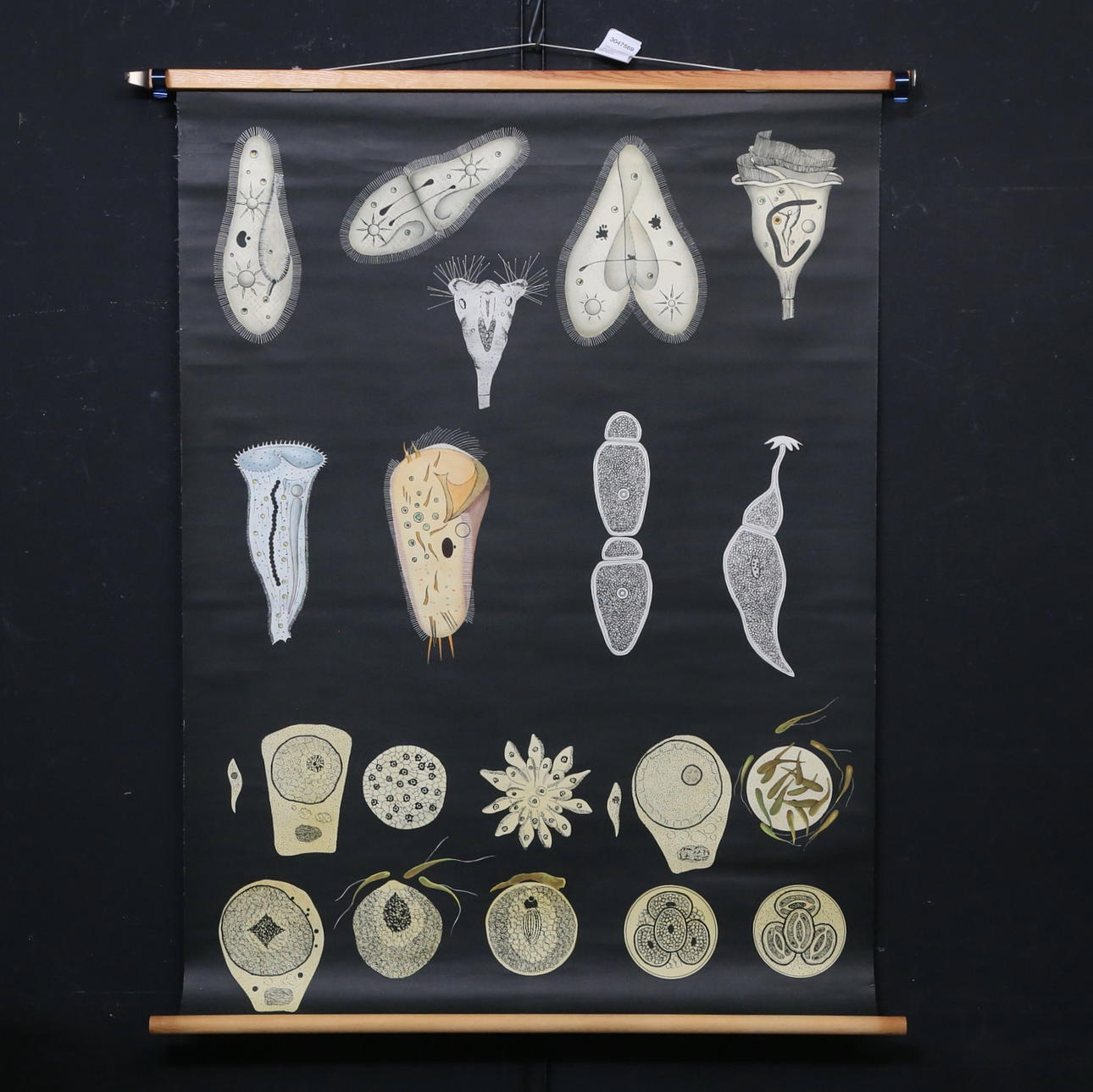 SCHOOL PLANS, 2 pcs, Zoology, Gumperts.