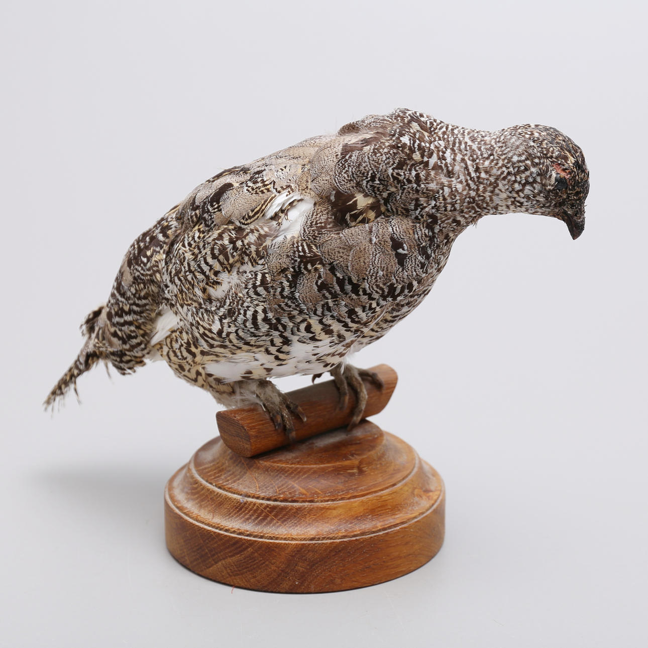 Präparatoren, Auerhahn, Weibchen.