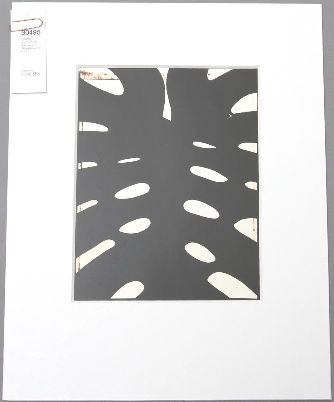 MARTIN SUNDSTRÖM. "Monstera I", Silvergelatinfotografi.