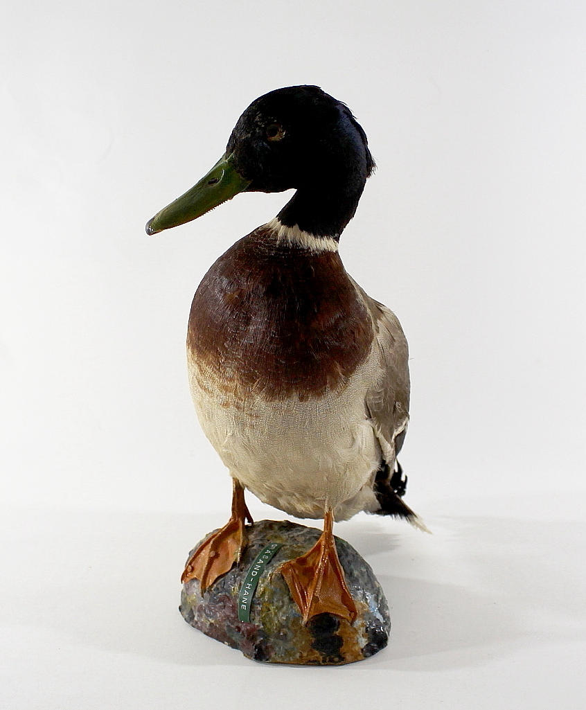 GRÄSAND, uppstoppad, hane.