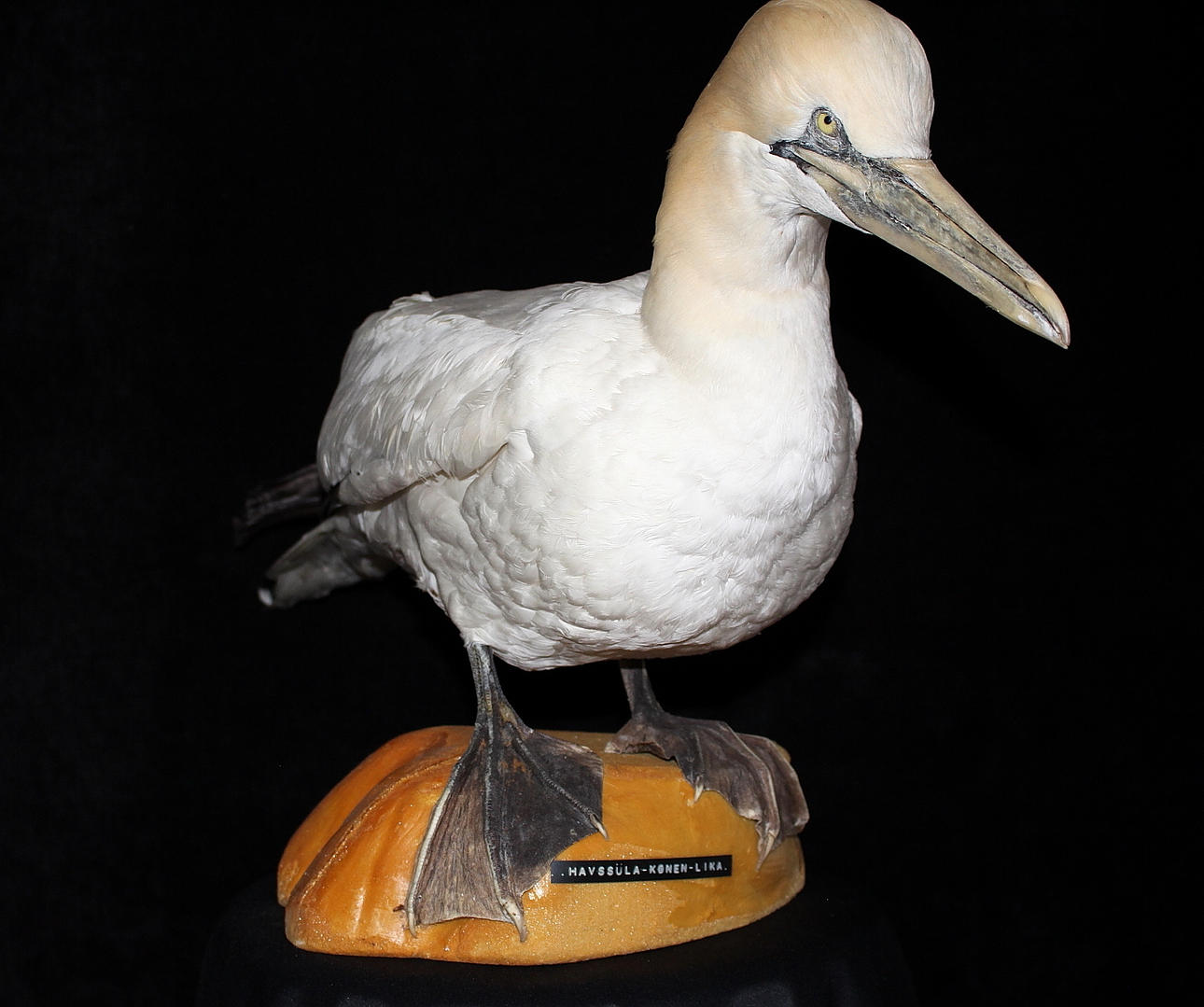 HAVSSULA, uppstoppad. könen lika.