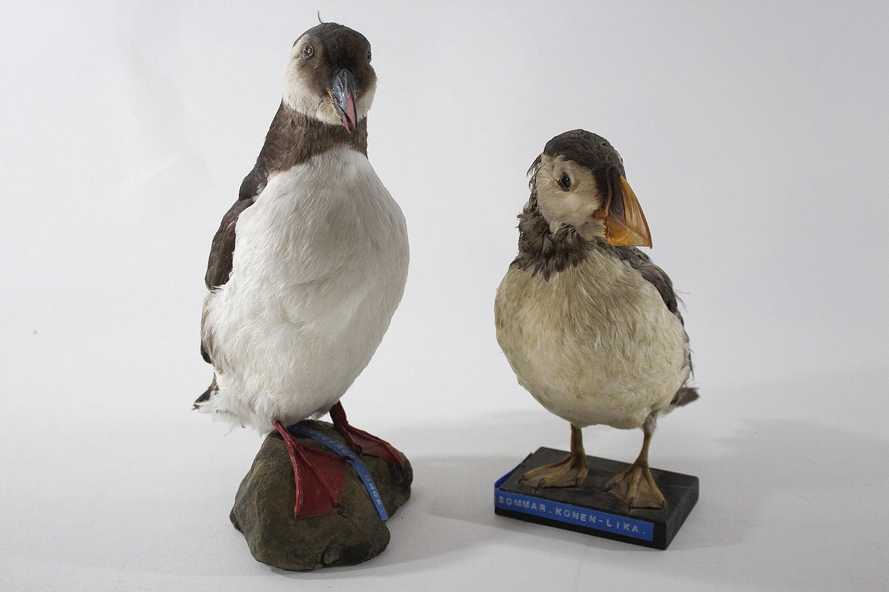 LUNNEFÅGEL, uppstoppad, 2 st.
