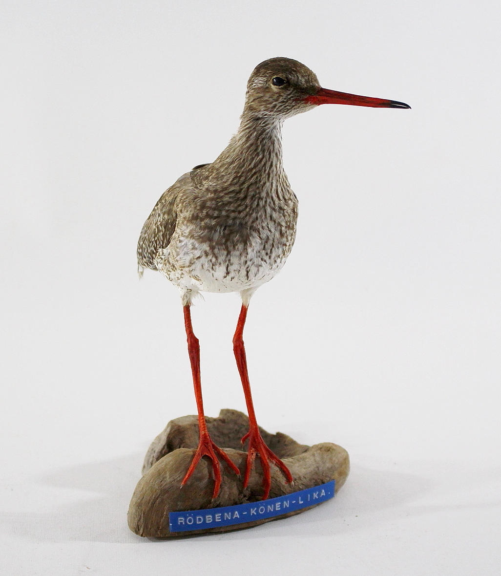 RÖDBENA, uppstoppad.