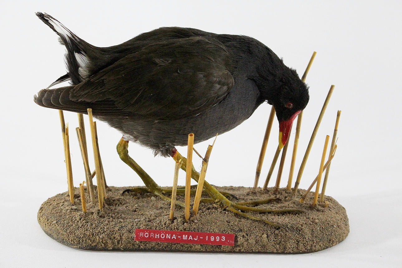 RÖRHÖNA, uppstoppad.