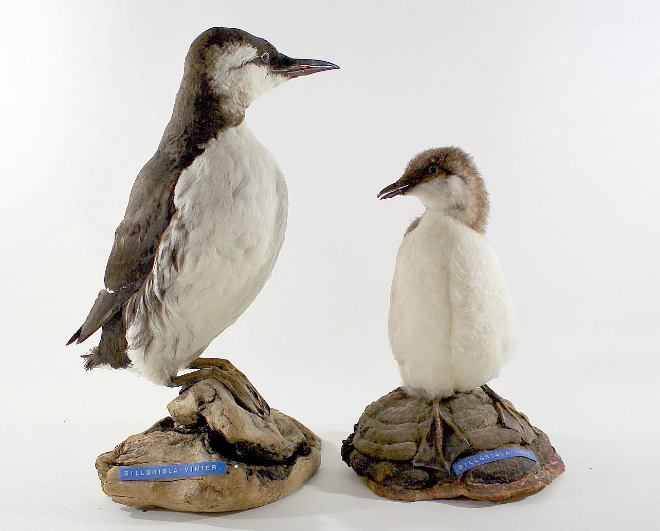 SILLGRISSLA, uppstoppad, 2 st, ungfågel och i vinterdräckt.